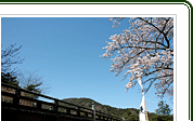 伊勢神宮は桜の名所。宇治橋周辺のソメイヨシノを中心に陽光桜や神代桜が春を彩る。